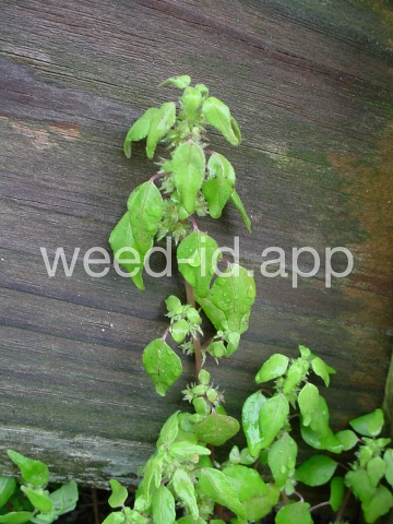 pellitory, Florida